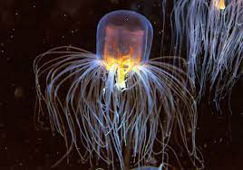 jellyfish can regenerate tentacles